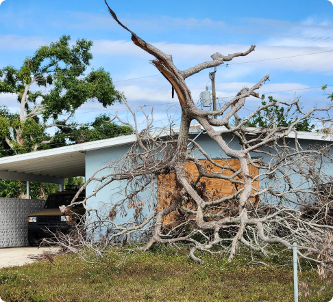 wind-damage